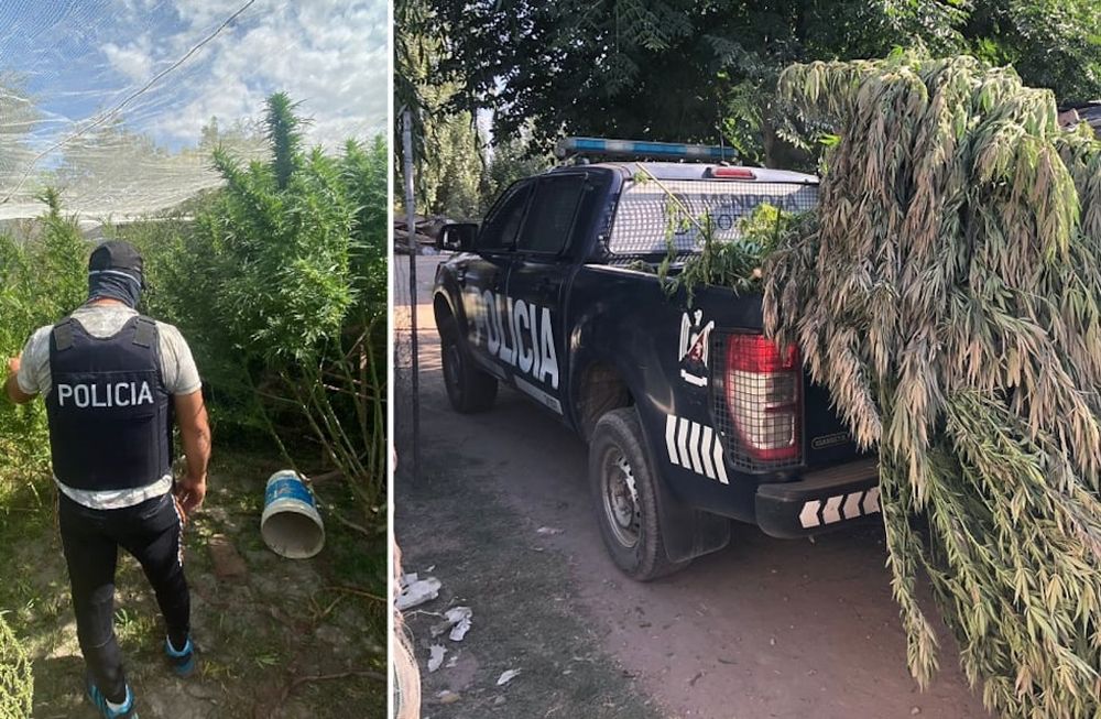 En febrero decomisaron 700 plantas de marihuana en el barrio Santo Tomás de Aquino de El Borbollón, Las Heras. Foto: Ministerio de Seguridad