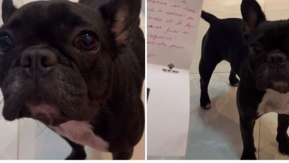 La canina intentó acercarse a su dueño pero su intento por reconciliarse falló, ya que el hombre siguió leyendo la carta. Gentileza: Noticias Caracol.