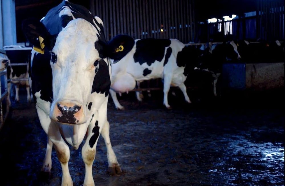 El filme de Andrea Arnold refleja a ciencia cierta el proceso que vive una vaca lechera desde su nacimiento hasta su explotación al servicio humano.