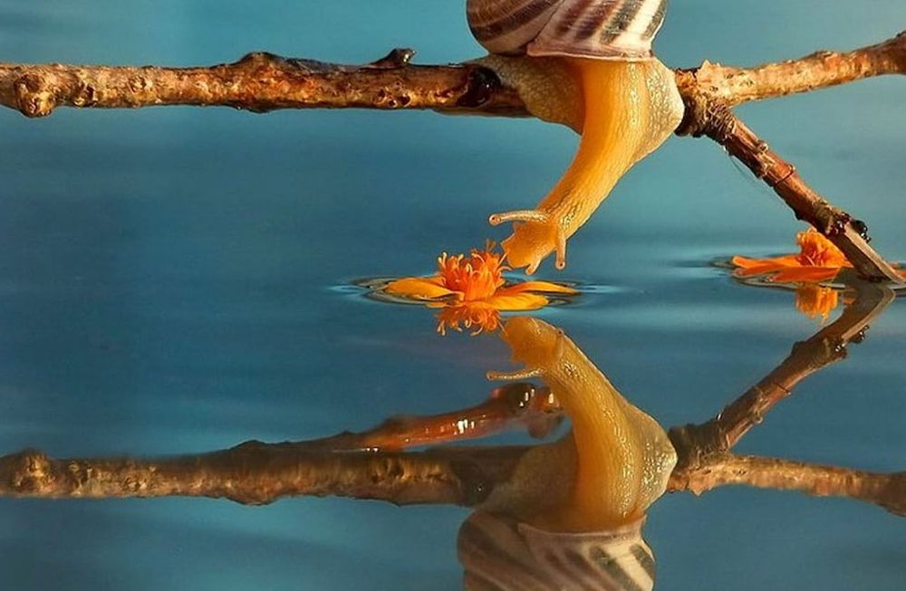 Los caracoles tienen quiralidad: no se pueden superponer completamente con su imagen (tal como pasa con una mano izquierda y una derecha).