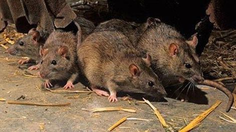 Un adolescente murió por hantavirus en Santa Fe.&nbsp;