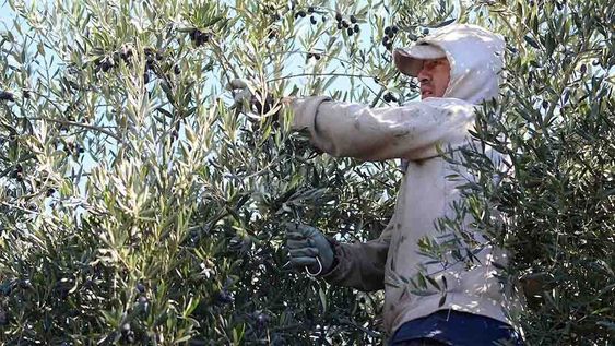 El IDR actualizará a productores del Este sobre un elemento clave a la hora de cuidar las fincas.  El encuentro será abierto y gratuito. Informes en www.idr.org.ar