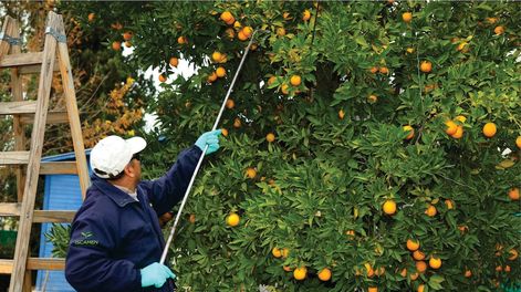 El Iscamen realiza tratamiento gratuito para cítricos domiciliarios