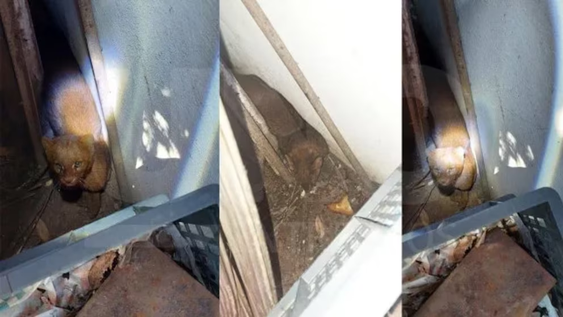 La familia que halló al yaguarundí en su casa avisó a las autoridades.