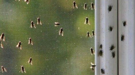 Antes de conocer su significado debemos observar el contexto, armonizar el ambiente y cuidar el bienestar emocional.
