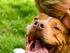 Dueños de perros deben tener en cuenta estos aspectos según el experto Víctor Mañero.