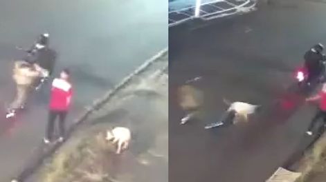 La mascota salvó a su dueño de un robo y recibió un disparo.