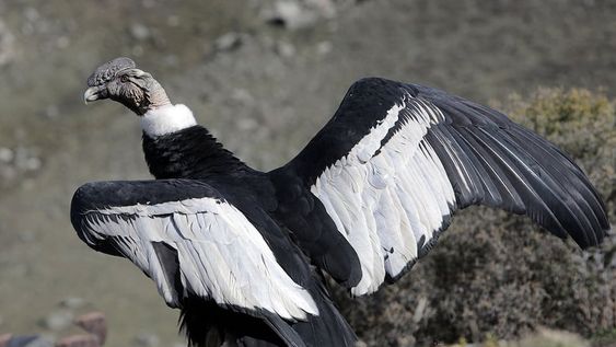 Una muestra de fotos para resaltar el rol clave del cóndor en el ambiente y desmitificar que es peligroso. Foto: Ministerio de Ambiente de Mendoza.