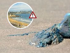 Apareció la fragata portuguesa en una playa de Chile elegida por los mendocinos: Prohibido bañarse
