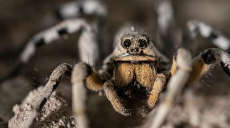 Como una película de terror: fotografían a una araña lobo con más de 100 crías sobre su abdomen. Foto: DPA.