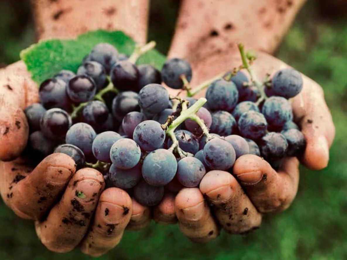 La vendimia permite vivir de cerca el trabajo en los viñedos y el proceso que da origen al vino argentino.