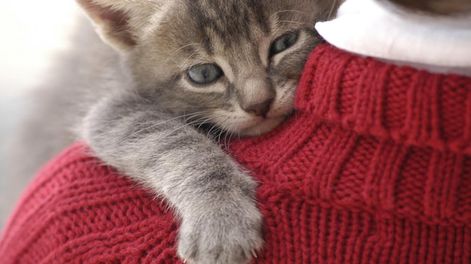 Los Andes | Toda la verdad sobre cómo son los gatos con sus dueños