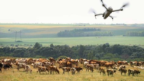 El pequeño dron ayudó a salvar las vidas de las vacas.