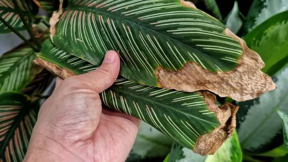 Existen estrategias simples para cuidar las plantas de interior durante el invierno.