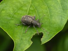 El insecto se convirtió en una de las plagas más frecuentes en el jardín.