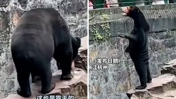 En las redes sociales se viralizó el video de un oso malayo en un zoológico de China. Lo que llamó la atención fue su contextura física y aseguran que es una persona disfrazada.