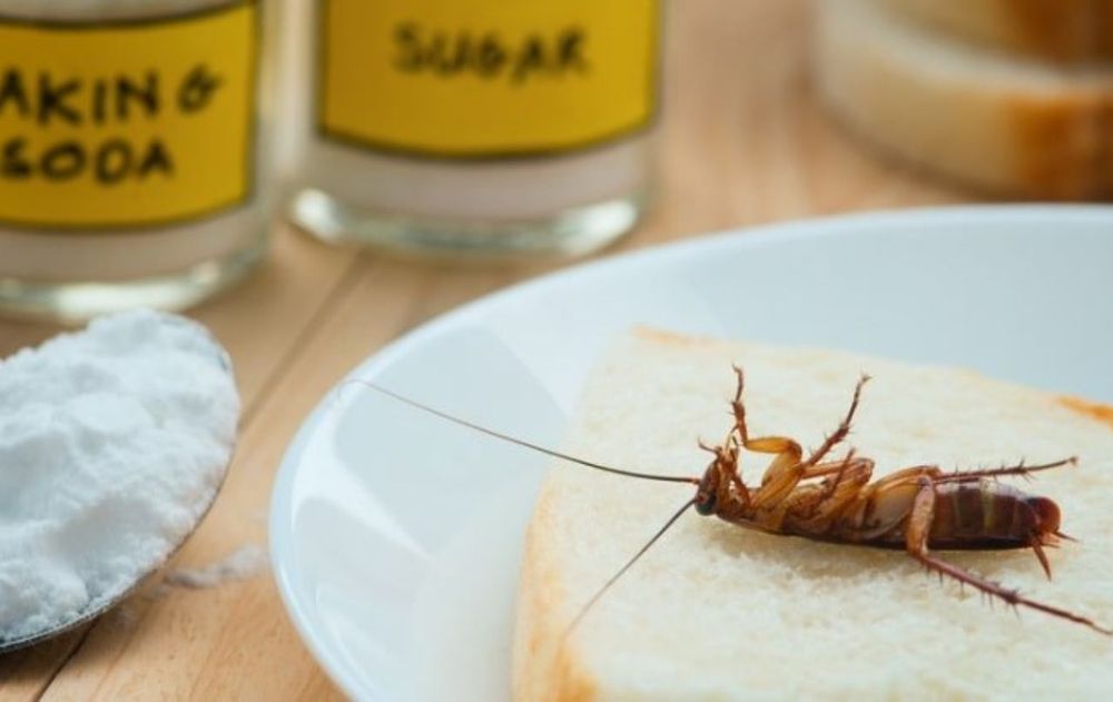 Este método funciona mejor cuando se aplica al mismo tiempo que se realiza una limpieza profunda de la cocina y la basura se retira con frecuencia.