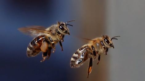 Las abejas se siguen extinguiendo y sin ellas se acaba del mundo