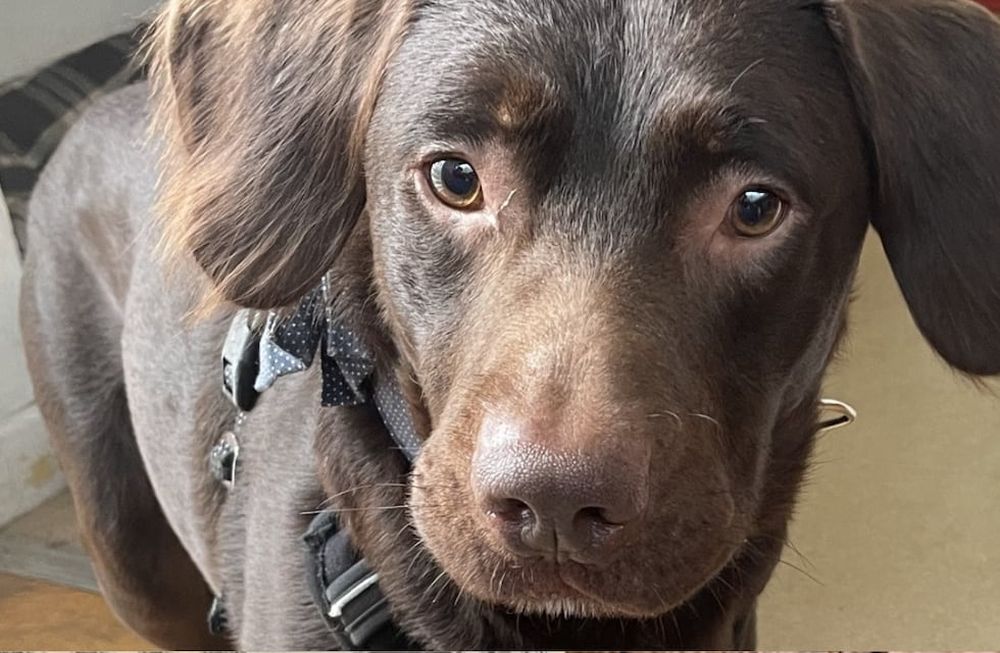 Un perrito murió por alcoholismo en Inglaterra: qué riesgos tiene el alcohol en las mascotas y por qué no hay que darles. Foto: Woodside Animal Rescue Trust en Plympton