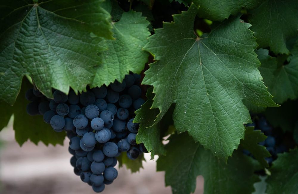 El vino es uno de los rubros que está complicado.