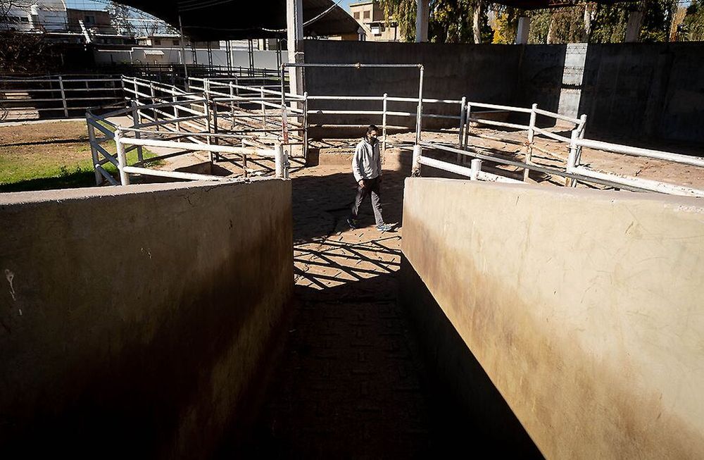 En el último año, el precio de la carne trepó un 70%, debido a que el valor del maíz se triplicó en el mismo período. Foto: Ignacio Blanco / Los Andes