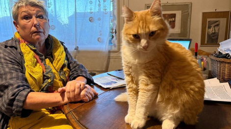 Rémi, el gato que no puede salir de casa en Francia por orden judicial.