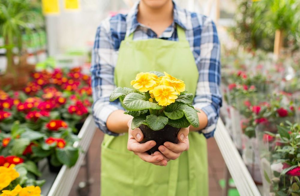 Los pensamientos, las violas, las coquetas, las prímulas y las clavelinas están entre las plantas florales que resisten muy bien las bajas temperaturas.