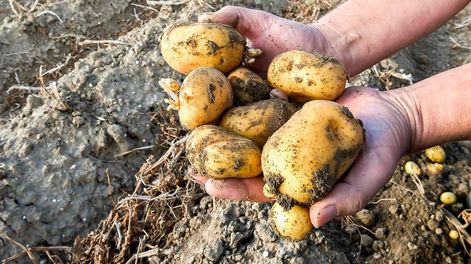 Los Andes | Las investigaciones del INTA ayudaron a productores a tener menos pérdidas en el cultivo de papa.