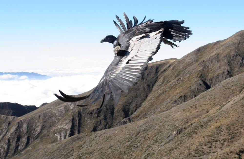 Calculan que el parque causará la muerte de 120 cóndores durante la vida útil del proyecto. Es decir, prácticamente la mitad de la población de la especie en la región / Marcelo Rolland