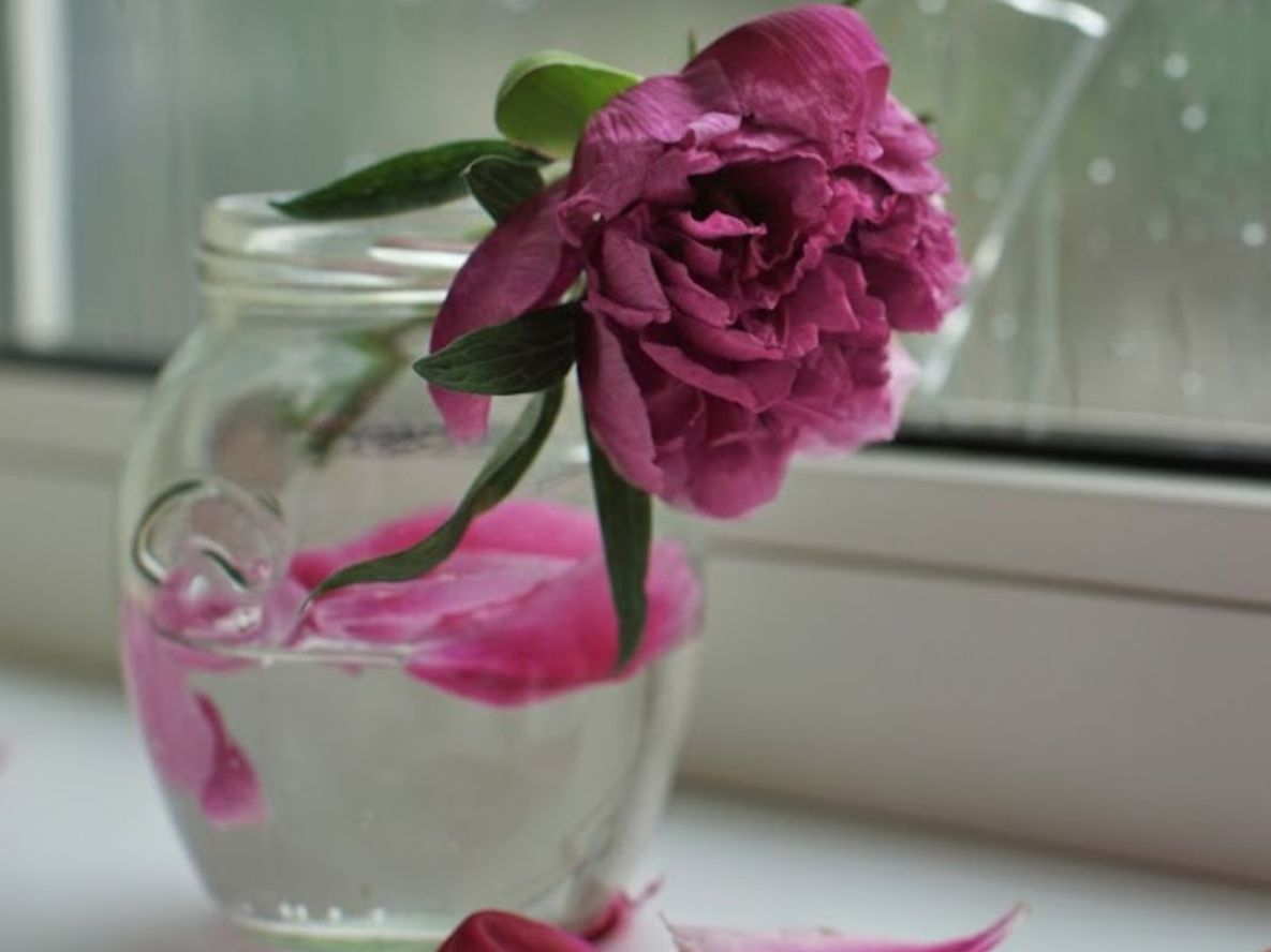Combinar estos trucos en el cuidado, permite disfrutar las flores en casa por más tiempo sin tirarlas en pocos días.
