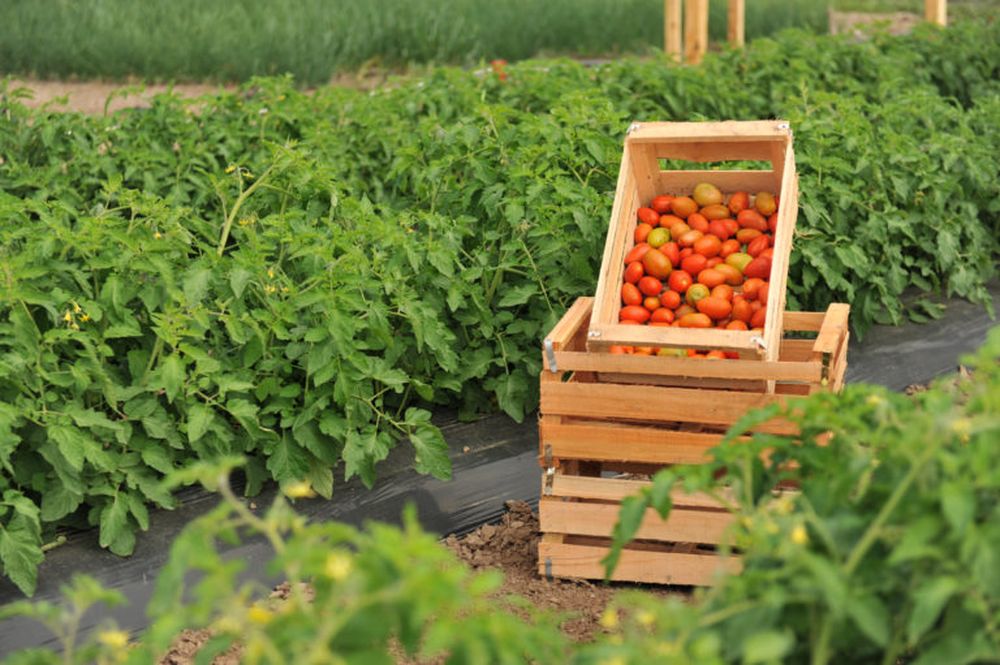INTA_Informa_Frutas_hortalizas-22-768x511