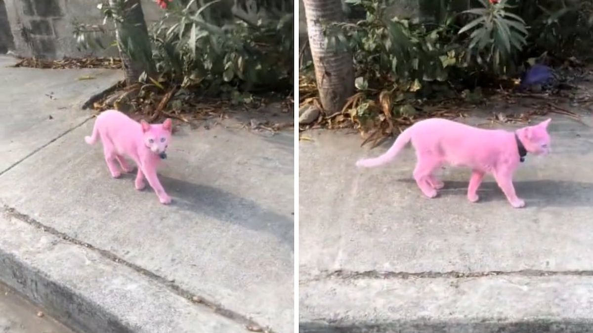Maltrato animal: pintaron a un gato de rosa y el video se viralizó en ...