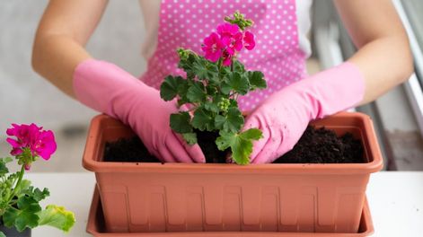 Este ingrediente natural, agregado en la tierra de la maceta puede lograr tener a esta planta húmeda y libre de bacterias en verano.