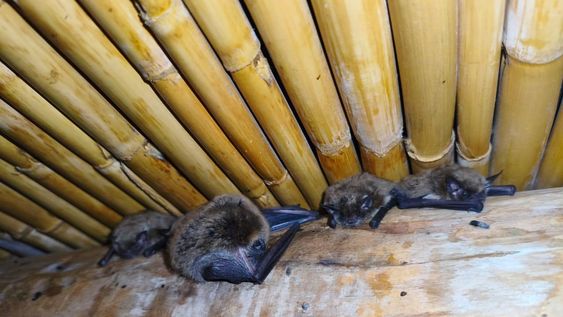 Un niño murió de rabia tras ser mordido por un murciélago.