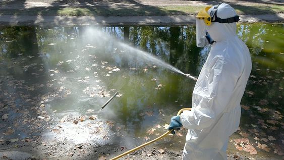 Los casos de dengue crecieron 70% en 6 días en Mendoza y muchos tienen el virus pero no lo sabenPersonal de Zoonosis de Guaymallén desinfectando para evitar la propagación del mosquito Dengue  en el lago de Bandera de los Andes y UrquizaEl dengue, es una enfermedad viral transmitida por la picadura del mosquito del género Aedes, principalmente por Aedes aegypti.Foto : Orlando Pelichotti