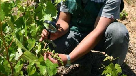 Aviación agrícola y ambientalismo - Por Gustavo Marón
