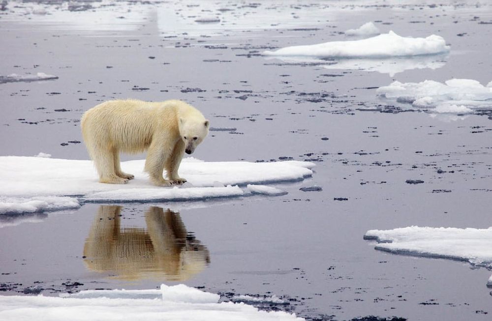 La ONU reconoció oficialmente los 38ºC registrados en Siberia en 2020 como un nueva máxima en la región del Ártico, lo que enciende las alarmas sobre el cambio climático. (Telam)