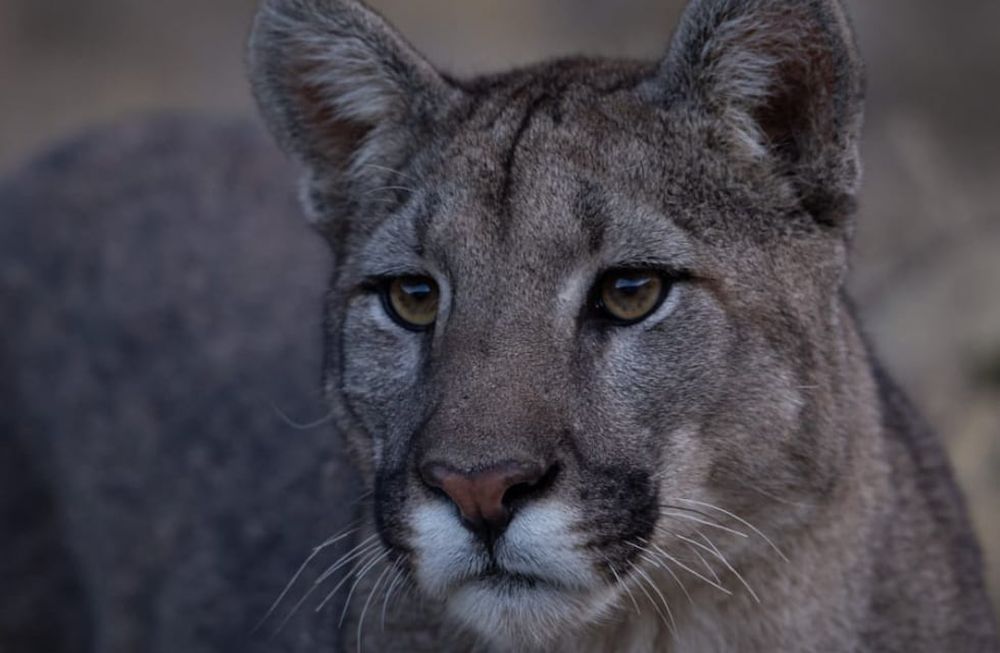 El “Señor de los Pumas” lo hizo de nuevo: por segundo día consecutivo, fotografían a dos ejemplares en Villavicencio. Foto: Gentileza Martín Pérez (@cuyo.birding.3)
