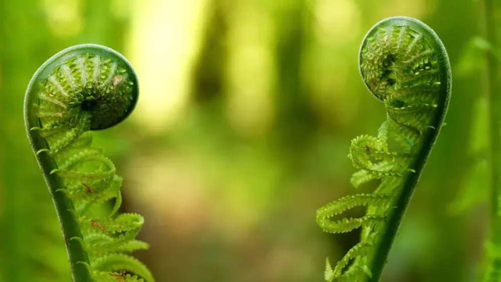 Por qué las plantas hablan entre sí y cómo lo hacen, según la ciencia