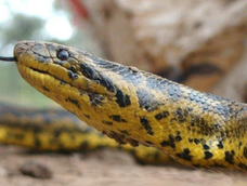 Hallaron una boa curiyú en un gallinero en Chaco Hallaron una boa curiyú en un gallinero en Chaco