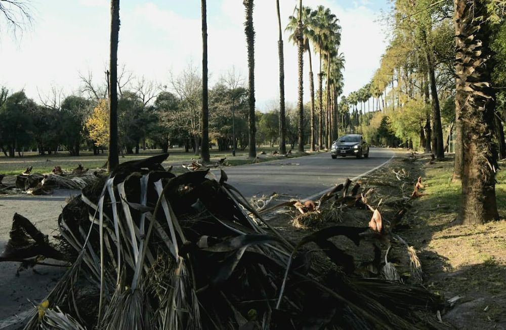 Lo que el Zonda dejó en el parque General San Martín, Mendoza (Orlando Pelichotti / Los Andes)
