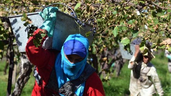 Carga impositiva en vitivinicultura llega al 51%