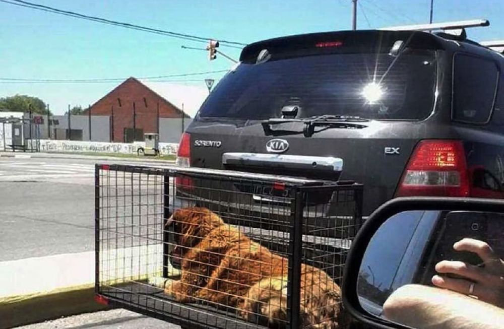 Polémica por el transporte de mascotas en el paragolpes