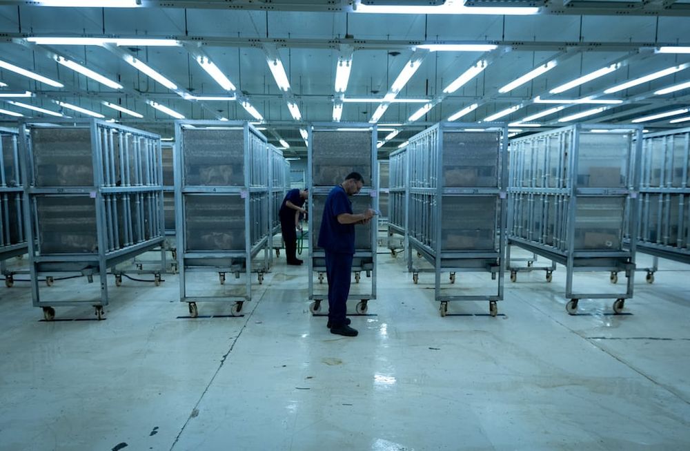 La Bioplanta de Iscamen es la encargada de criar la Mosca del Mediterraneo macho estéril para el control de plagas. Foto: Ignacio Blanco / Los Andes