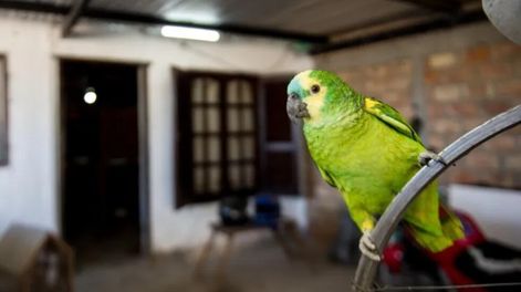 La psitacoisis es una enfermedad transmitida por los loros, palomas u otras aves de esta familia. (imagen ilustrativa).