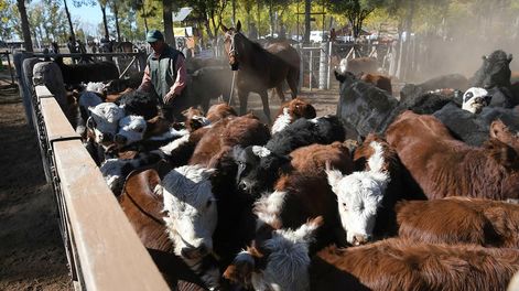 Los Andes | Los mataderos y frigoríficos son claves para el ciclo ganadero. Se busca que tengan condiciones para poder exportar el producto con valor agregado.  / Foto: Ignacio Blanco / Los Andes