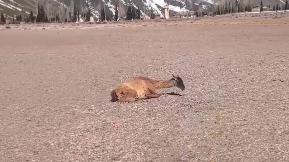 Policía Rural rescató un guanaco herido durante un patrullaje en Alta Montaña