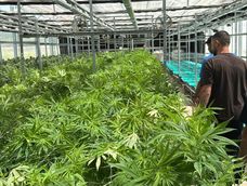 El nuevo esquema permitirá continuar actividades durante un período de adecuación de 12 meses. Está dirigido a titulares de permisos del INASE y a proyectos de investigación aprobados bajo la Ley 27.350.