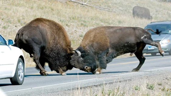 Pelea de bisontes en la carretera de Yellowstone.&nbsp;