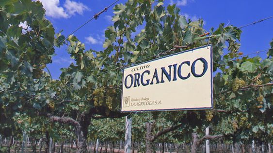 Más de 300 hectáreas de sus viñedos cuentan con certificación orgánica - Gentileza